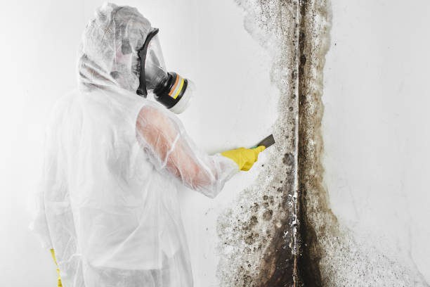 Environmental Consulting for Mold Prevention in Polo, IL